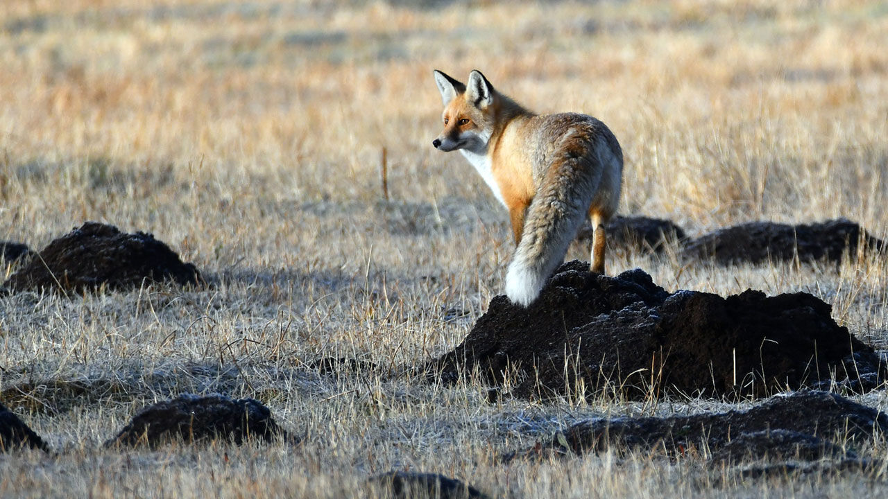 Kars ve Ardahan'a kar yağdı, dağların zirveleri beyaz örtüyle kaplandı Kars ve Ardahan'a kar yağdı, dağların zirveleri beyaz örtüyle kaplandı - 3. Resim