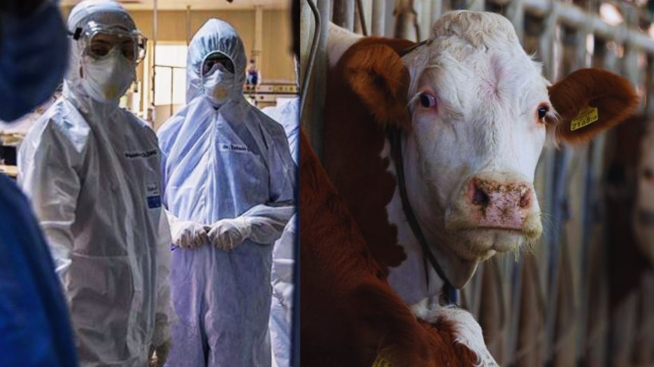  - Bir ilde 'deli dana' vakası ortaya çıktı!