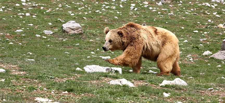 Japonya'da ayı saldırıları rekor seviyede! Ülke alarma geçti: kiralık avcı aranıyor Japonya'da ayı saldırıları rekor seviyede! Ülke alarma geçti: kiralık avcı aranıyor - 4. Resim