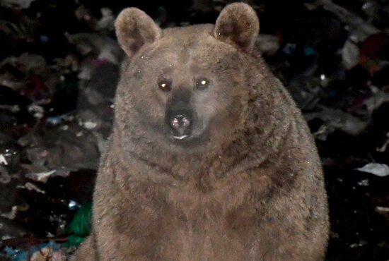 Japonya'da ayı saldırıları rekor seviyede! Ülke alarma geçti: kiralık avcı aranıyor Japonya'da ayı saldırıları rekor seviyede! Ülke alarma geçti: kiralık avcı aranıyor - 2. Resim