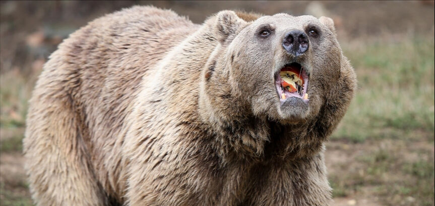 Japonya'da ayı saldırıları rekor seviyede! Ülke alarma geçti: kiralık avcı aranıyor Japonya'da ayı saldırıları rekor seviyede! Ülke alarma geçti: kiralık avcı aranıyor - 3. Resim