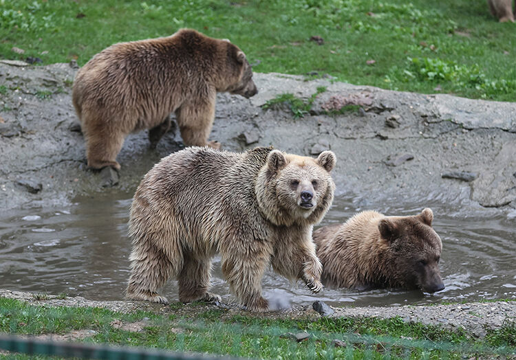 Japonya'da ayı saldırıları rekor seviyede! Ülke alarma geçti: kiralık avcı aranıyor Japonya'da ayı saldırıları rekor seviyede! Ülke alarma geçti: kiralık avcı aranıyor - 1. Resim