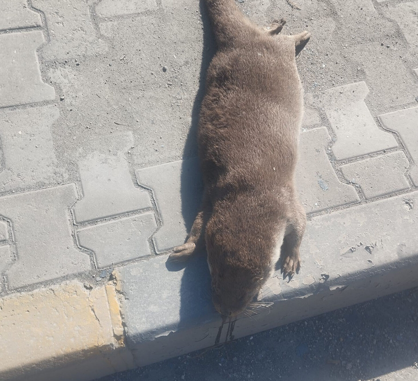 Su samuruna araba çarptı Su samuruna araba çarptı - 1. Resim