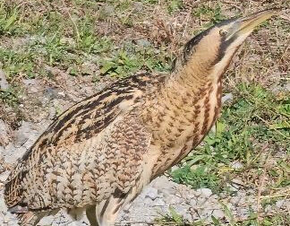 Türkiye'de ilk kez görüntülendi! Nesli tükenmek üzere olan Güney Amerika balabanı, Artvin'de ortaya çıktı Türkiye'de ilk kez görüntülendi! Nesli tükenmek üzere olan Güney Amerika balabanı, Artvin'de ortaya çıktı - 1. Resim