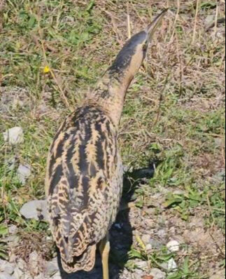 Türkiye'de ilk kez görüntülendi! Nesli tükenmek üzere olan Güney Amerika balabanı, Artvin'de ortaya çıktı Türkiye'de ilk kez görüntülendi! Nesli tükenmek üzere olan Güney Amerika balabanı, Artvin'de ortaya çıktı - 2. Resim