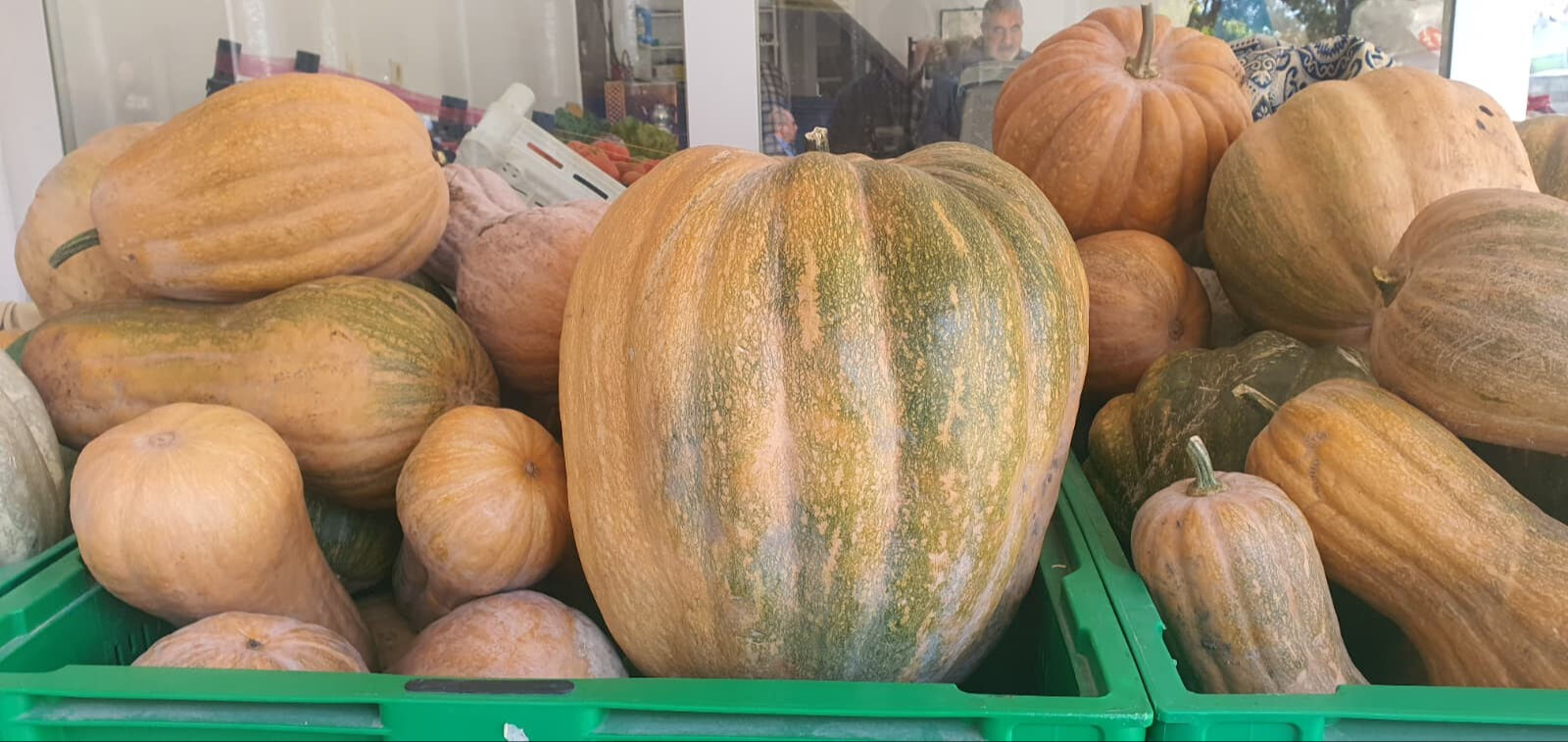 Ata tohumu ile üretildi! 1 tanesi 35 kilo geliyor Ata tohumu ile üretildi! 1 tanesi 35 kilo geliyor - 1. Resim