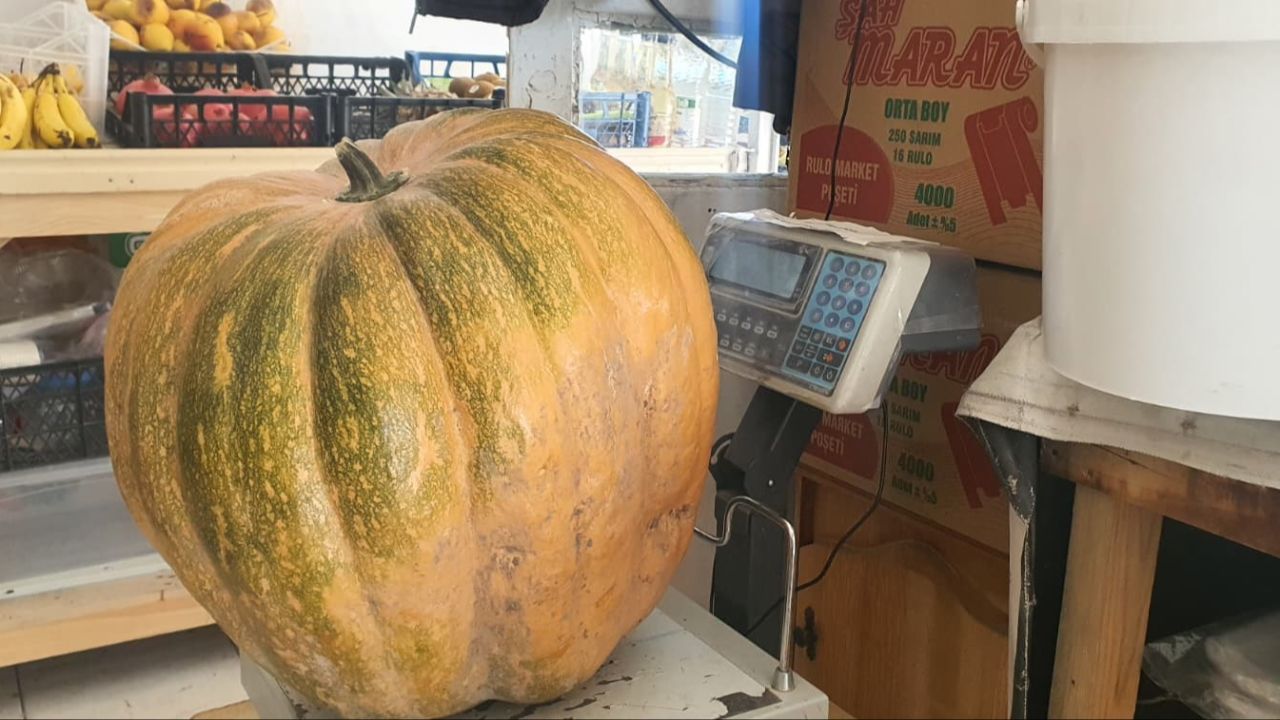 Ata tohumu ile üretildi! 1 tanesi 35 kilo geliyor - Ekonomi