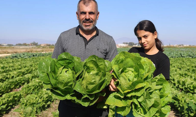 Yağmurlar hasadı öne çekti! Tarlada 25, manavda 70 TL’ye satılıyor Yağmurlar hasadı öne çekti! Tarlada 25, manavda 70 TL’ye satılıyor - 3. Resim