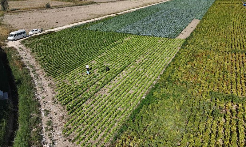 Yağmurlar hasadı öne çekti! Tarlada 25, manavda 70 TL’ye satılıyor Yağmurlar hasadı öne çekti! Tarlada 25, manavda 70 TL’ye satılıyor - 1. Resim