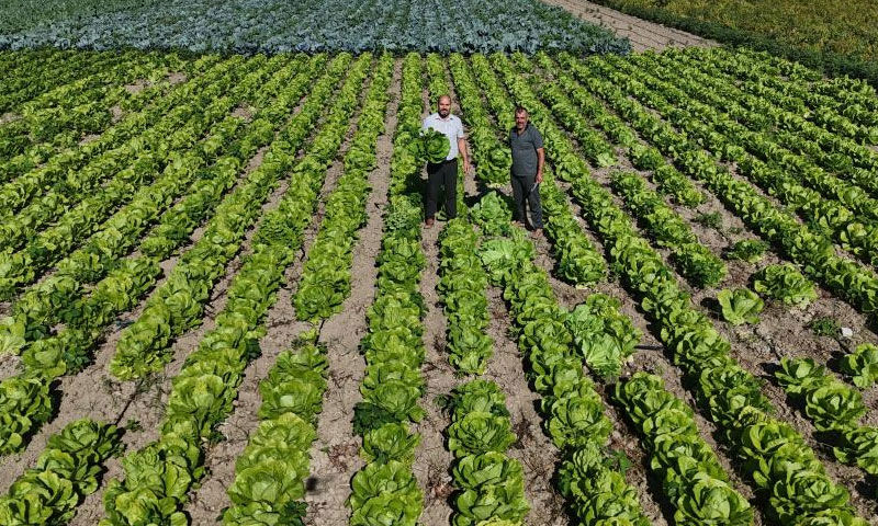 Yağmurlar hasadı öne çekti! Tarlada 25, manavda 70 TL’ye satılıyor Yağmurlar hasadı öne çekti! Tarlada 25, manavda 70 TL’ye satılıyor - 2. Resim