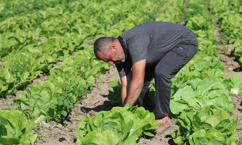 Yağmurlar hasadı öne çekti! Tarlada 25, manavda 70 TL’ye satılıyor Yağmurlar hasadı öne çekti! Tarlada 25, manavda 70 TL’ye satılıyor - 4. Resim