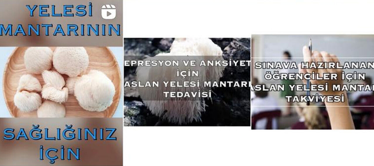 Zihin mi açıyor, hasta mı ediyor? 'Aslan yelesi mantarı'na dikkat Zihin mi açıyor, hasta mı ediyor? 'Aslan yelesi mantarı'na dikkat - 1. Resim