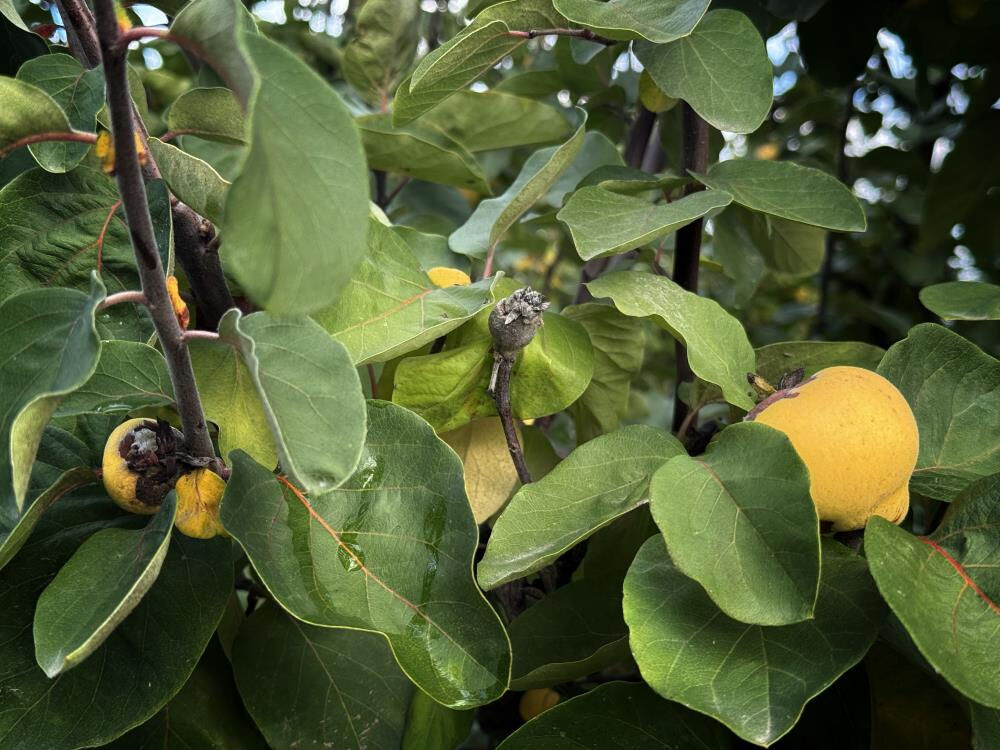 Ayvayı don vurdu: Geçen yıl 60 ton, bu yıl 2 kasa çıktı! - 1. Resim
