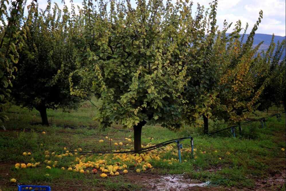 Ayvayı don vurdu: Geçen yıl 60 ton, bu yıl 2 kasa çıktı! - 2. Resim