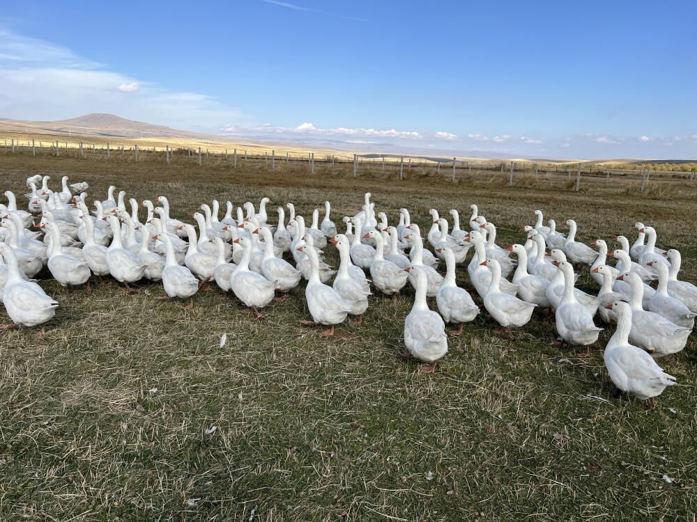 Halk dört gözle bekliyordu, sezon başladı! Türkiye'nin her yerine gidiyor, tadından geçilmiyor - 3. Resim