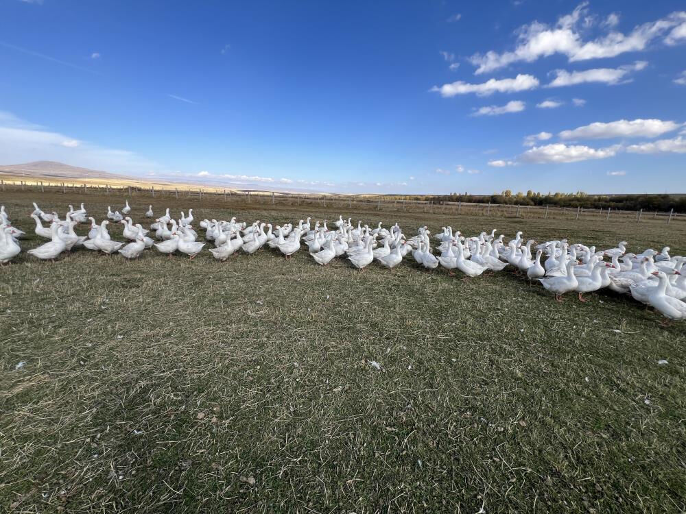 Halk dört gözle bekliyordu, sezon başladı! Türkiye'nin her yerine gidiyor, tadından geçilmiyor - 1. Resim