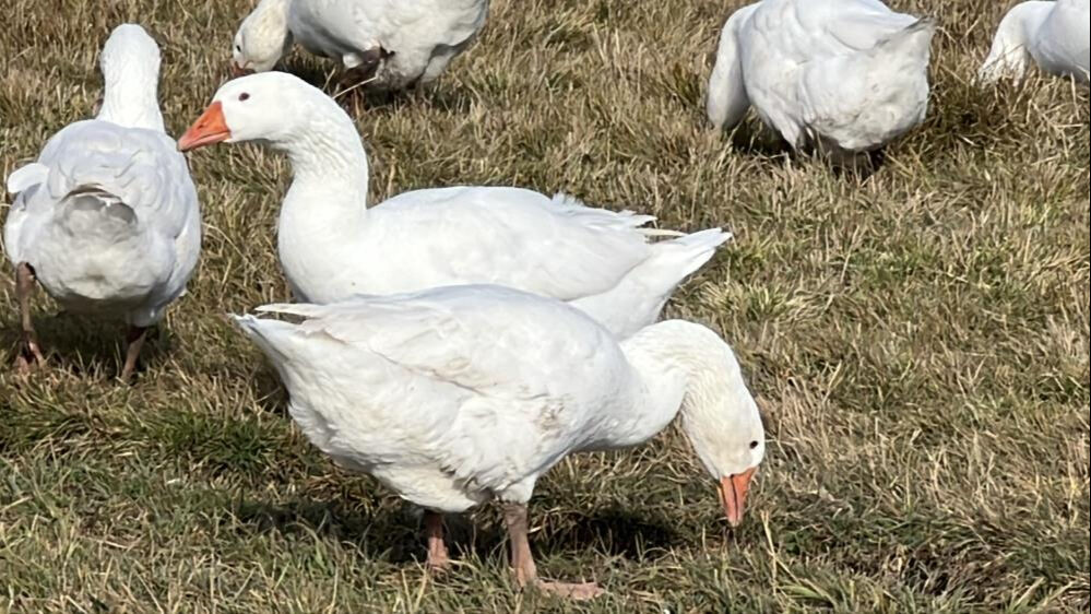 Halk dört gözle bekliyordu, sezon başladı! Türkiye'nin her yerine gidiyor, tadından geçilmiyor - 2. Resim
