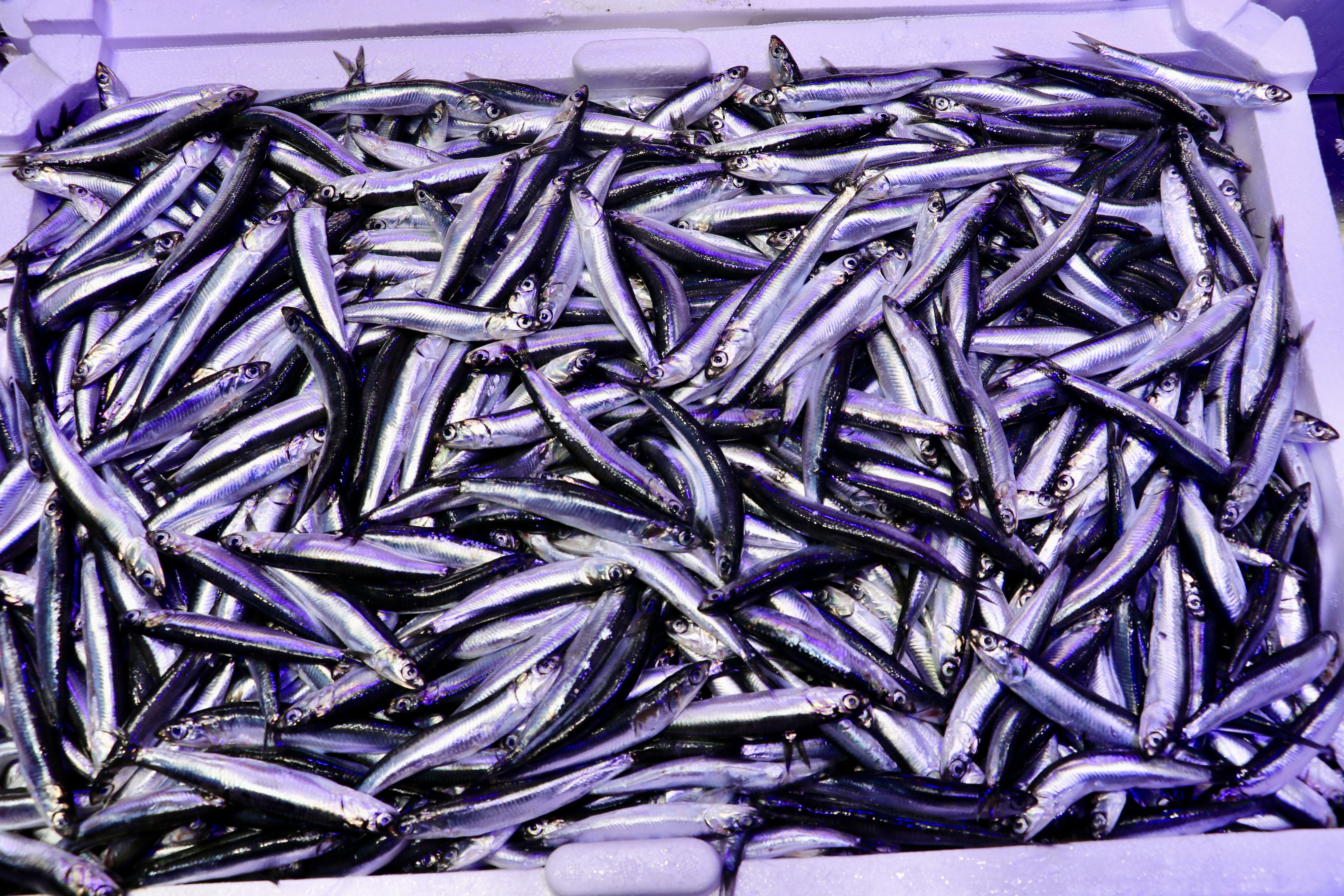 Kilosu 50 liraya düştü, sıranın sonu görünmedi! Vatandaşlar adeta markete akın etti - 2. Resim