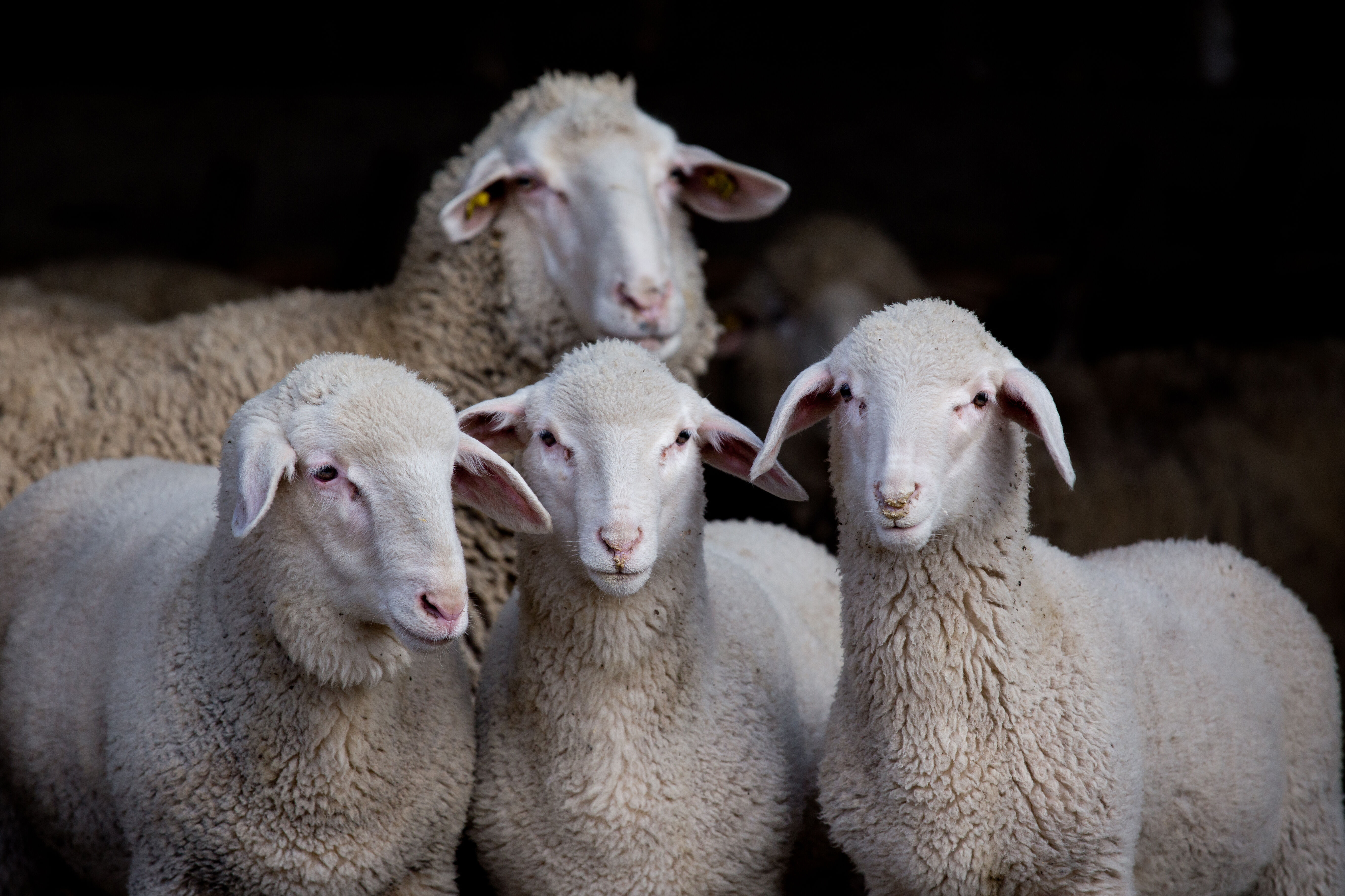 Kırmızı ette 'Balıkesir kuzusu' oyunu! Kaşe basıp kilogram fiyatına 100 lira zam yapıyorlar - 1. Resim