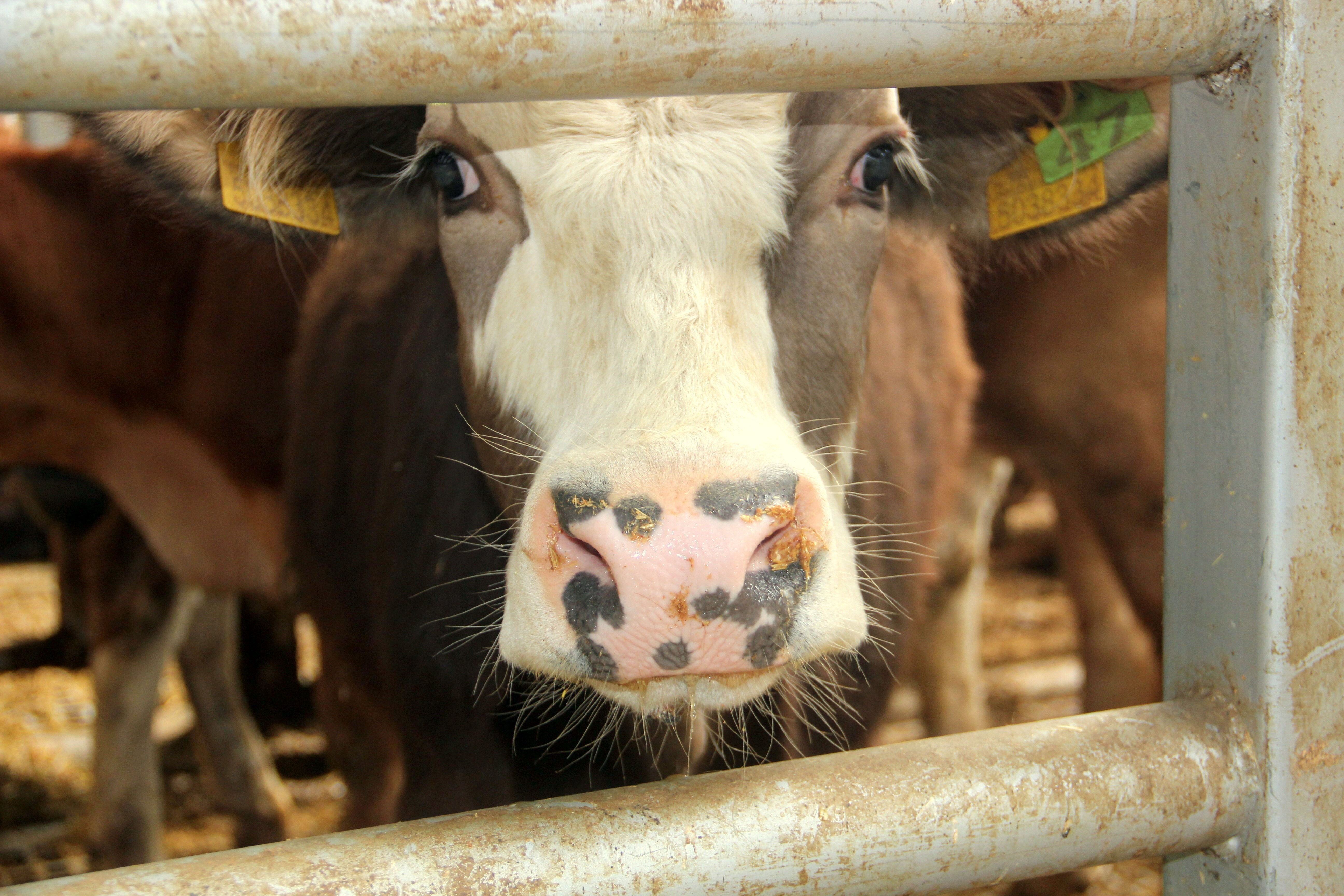 Bolu'da şap karantinası! Onlarca köy denetim altına alınıyor - 1. Resim
