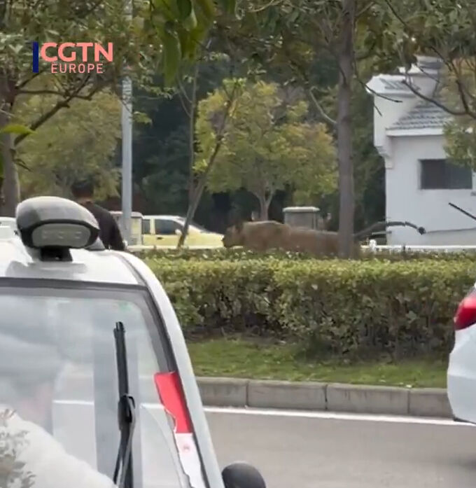 Çin’de sirkten kaçan aslan ortalığı birbirine kattı! Film sahnelerini aratmadı - 1. Resim