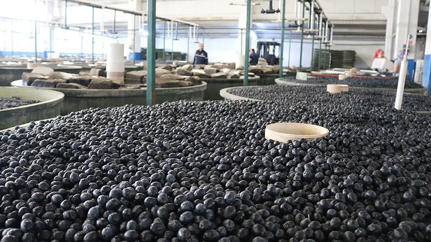 Marmarabirlik zeytin alım fiyatlarını açıkladı - 1. Resim