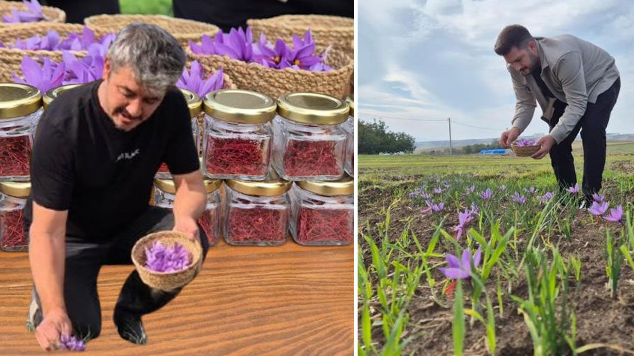 Tekirdağ'da topraktan servet fışkırıyor! 7 dönümden 3 kilo çıkıyor, kilosu 600 bin TL - Ekonomi