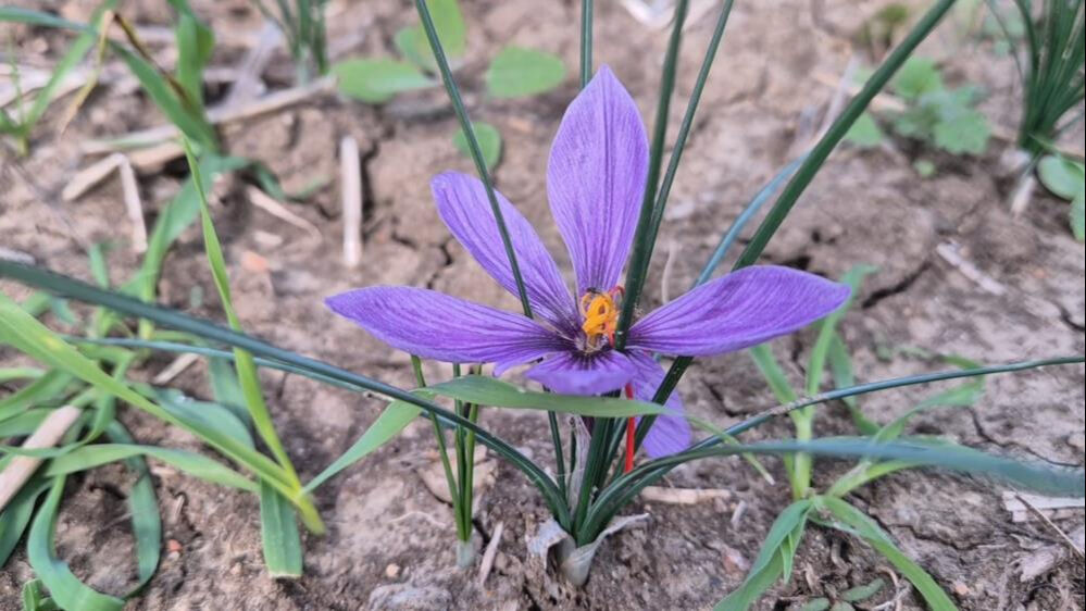 Tekirdağ'da topraktan servet fışkırıyor! 7 dönümden 3 kilo çıkıyor, kilosu 600 bin TL Tekirdağ'da topraktan servet fışkırıyor! 7 dönümden 3 kilo çıkıyor, kilosu 600 bin TL - 2. Resim