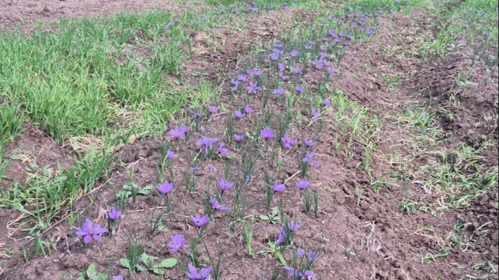 Tekirdağ'da topraktan servet fışkırıyor! 7 dönümden 3 kilo çıkıyor, kilosu 600 bin TL Tekirdağ'da topraktan servet fışkırıyor! 7 dönümden 3 kilo çıkıyor, kilosu 600 bin TL - 4. Resim