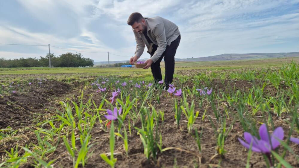 Tekirdağ'da topraktan servet fışkırıyor! 7 dönümden 3 kilo çıkıyor, kilosu 600 bin TL Tekirdağ'da topraktan servet fışkırıyor! 7 dönümden 3 kilo çıkıyor, kilosu 600 bin TL - 1. Resim