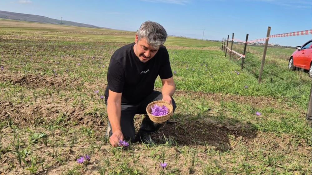 Tekirdağ'da topraktan servet fışkırıyor! 7 dönümden 3 kilo çıkıyor, kilosu 600 bin TL Tekirdağ'da topraktan servet fışkırıyor! 7 dönümden 3 kilo çıkıyor, kilosu 600 bin TL - 3. Resim