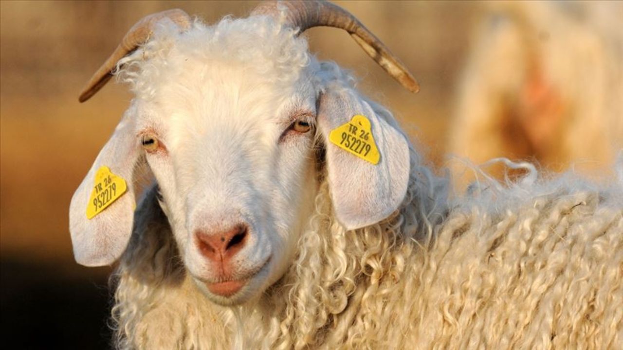 TİGEM ihale ile yüzlerce keçi satacak - Ekonomi