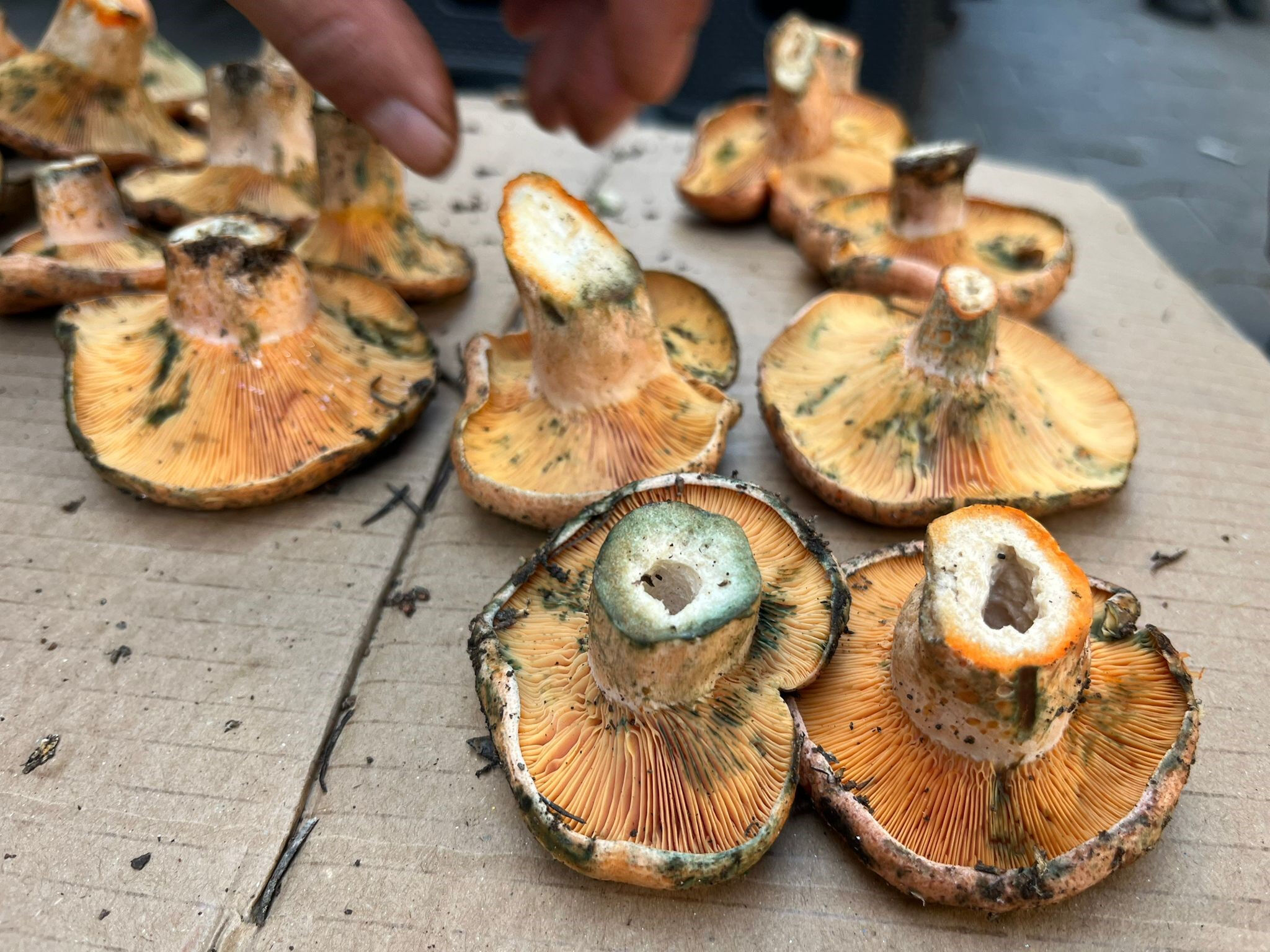 Et kadar değerli! Çıntar tezgahlarda yerini aldı, kilosu 500 lira Et kadar değerli! Çıntar tezgahlarda yerini aldı, kilosu 500 lira - 1. Resim