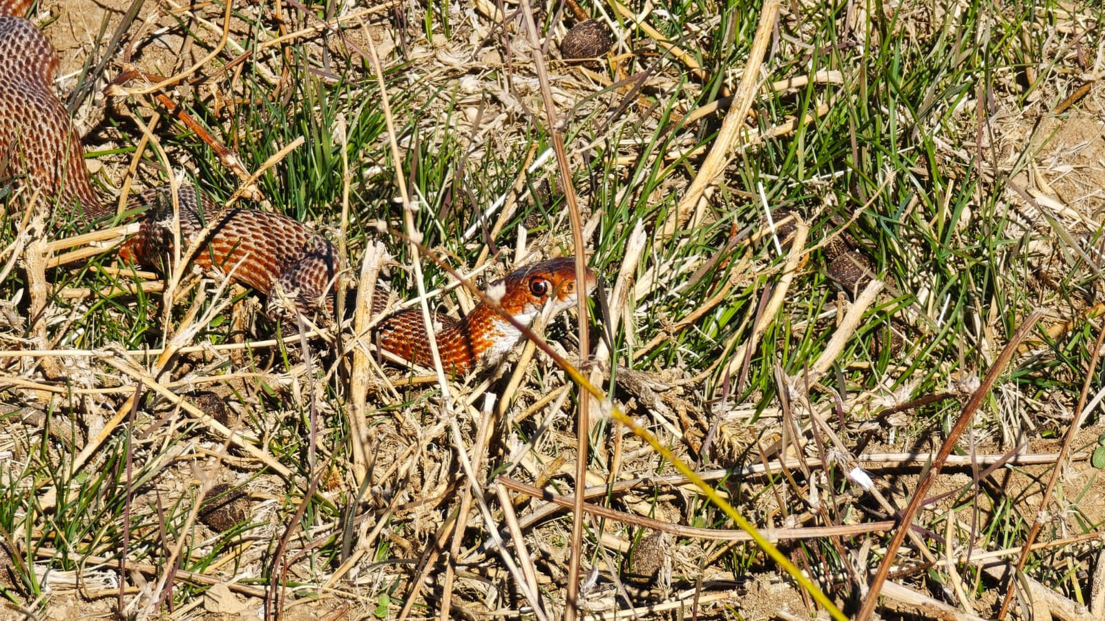 Köyde yürürken karşısına çıktı, hemen telefona sarıldı! Böyle bir yılanı ilk kez gördü Köyde yürürken gördü, hemen telefona sarıldı! Böyle bir yılanı ilk kez gördü - 1. Resim