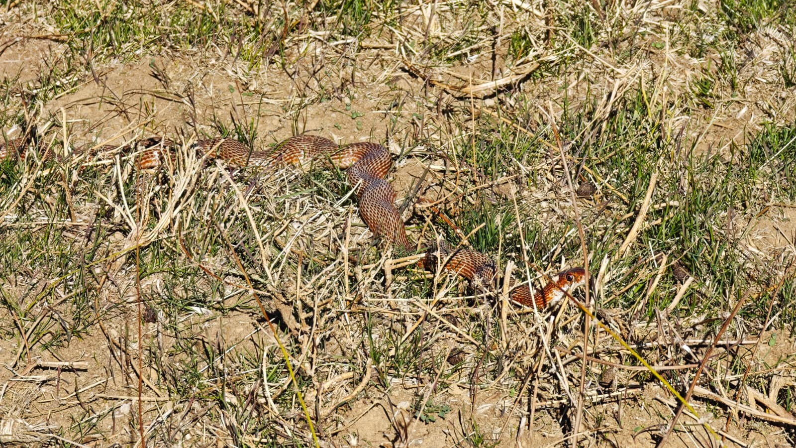 Köyde yürürken karşısına çıktı, hemen telefona sarıldı! Böyle bir yılanı ilk kez gördü Köyde yürürken gördü, hemen telefona sarıldı! Böyle bir yılanı ilk kez gördü - 2. Resim