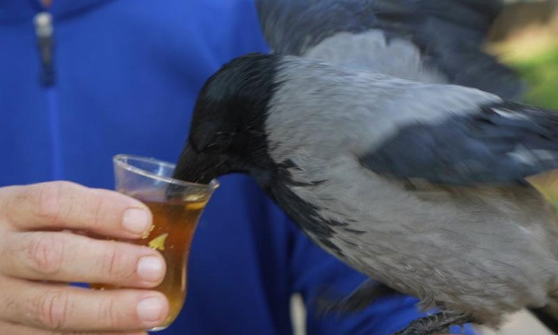 Karga Şakir 3. evladı oldu! Çay içiyor, Rize helvasını çok seviyor - 3. Resim