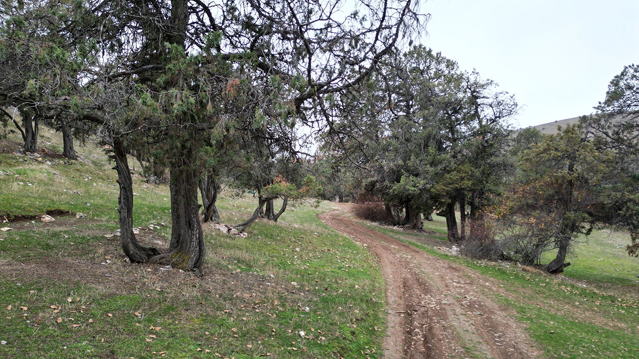 Türkiye'nin en ilginç ormanı: Asırlardır balta girmiyor, kuruyan ağaçlar bile ormanda bırakılıyor - 2. Resim
