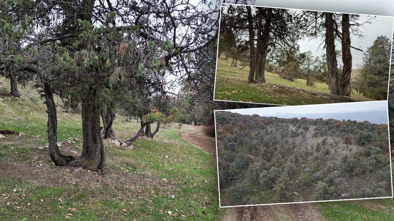  - Türkiye'nin en ilginç ormanı: Asırlardır balta girmedi