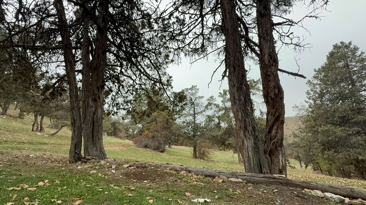 Türkiye'nin en ilginç ormanı: Asırlardır balta girmiyor, kuruyan ağaçlar bile ormanda bırakılıyor - 1. Resim