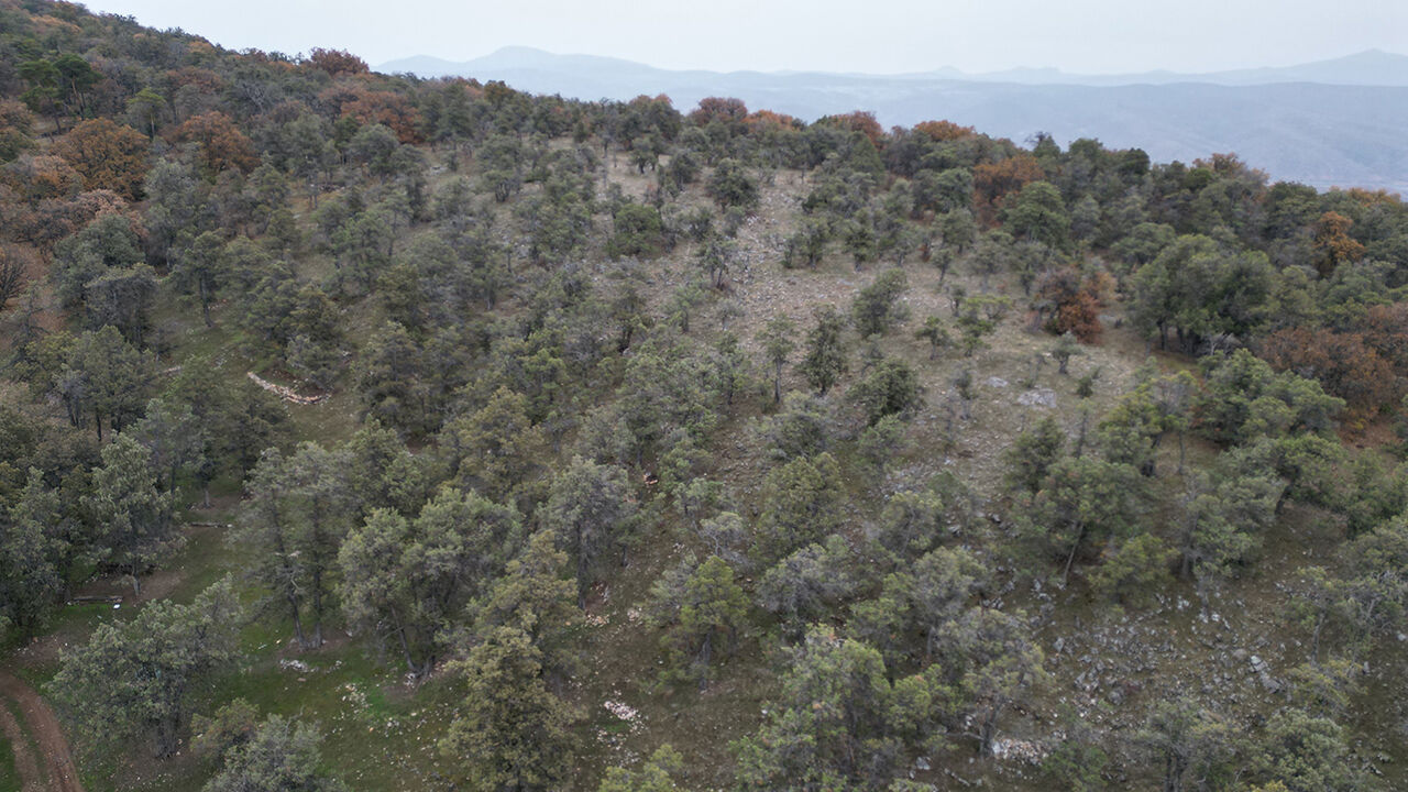 Türkiye'nin en ilginç ormanı: Asırlardır balta girmiyor, kuruyan ağaçlar bile ormanda bırakılıyor - 3. Resim