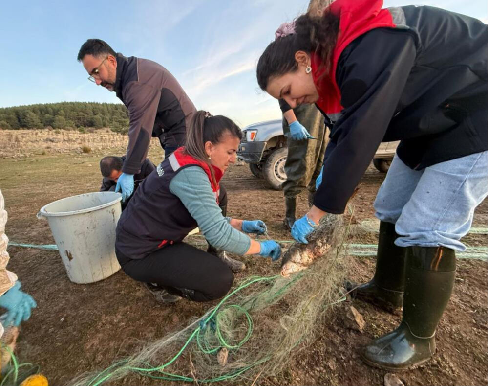5 kilometrelik hayalet ağ toplandı! Yüzlerce balık kurtarıldı 5 kilometrelik hayalet ağ toplandı! Yüzlerce balık kurtarıldı - 1. Resim