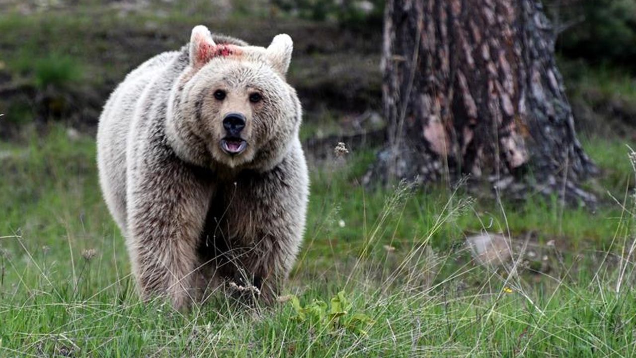  - Ayı saldırılarında 13 kişi öldü, polislere silah izni geldi