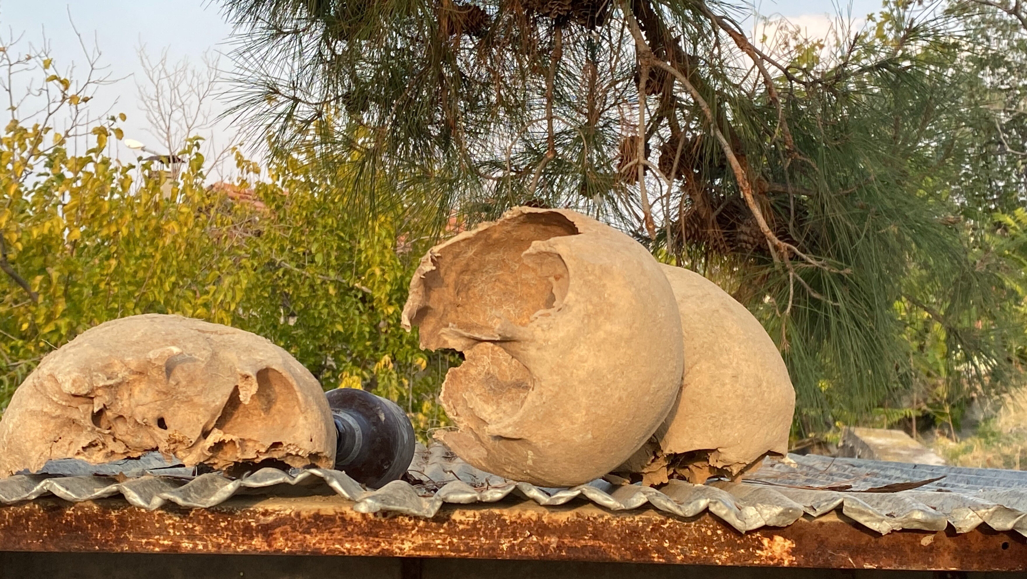 Kazı yapan işçiler buldu! Topraktan kemikler çıktı, işin sırrı sonradan çözüldü Kazı yapan işçiler buldu! Topraktan kemikler çıktı, işin sırrı sonradan çözüldü - 3. Resim