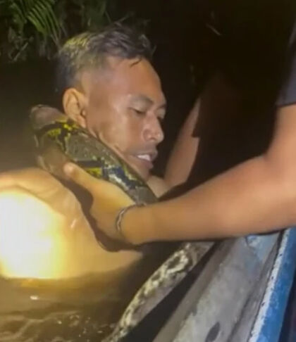 Nehir turu faciaya dönüştü! Dev piton önce suya çekti, sonra boynuna dolandı Nehir turu faciaya dönüştü! Dev piton önce suya çekti, sonra boynuna dolandı - 2. Resim