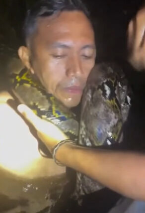 Nehir turu faciaya dönüştü! Dev piton önce suya çekti, sonra boynuna dolandı Nehir turu faciaya dönüştü! Dev piton önce suya çekti, sonra boynuna dolandı - 1. Resim