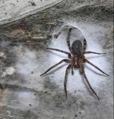 Dünyanın en büyük örümcek ağı keşfedildi: 105 metrekarede 111.000 böcek yaşıyor - 2. Resim