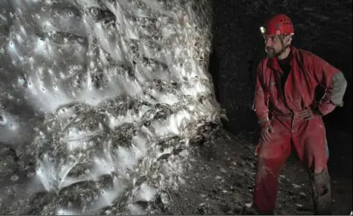 Dünyanın en büyük örümcek ağı keşfedildi: 105 metrekarede 111.000 böcek yaşıyor - 1. Resim