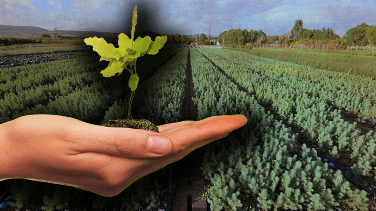 Geleceğe Nefes fidan sahiplenme nasıl yapılır? 81 ilde fidan dikimi gerçekleşecek Geleceğe Nefes fidan sahiplenme nasıl yapılır? 81 ilde fidan dikimi gerçekleşecek