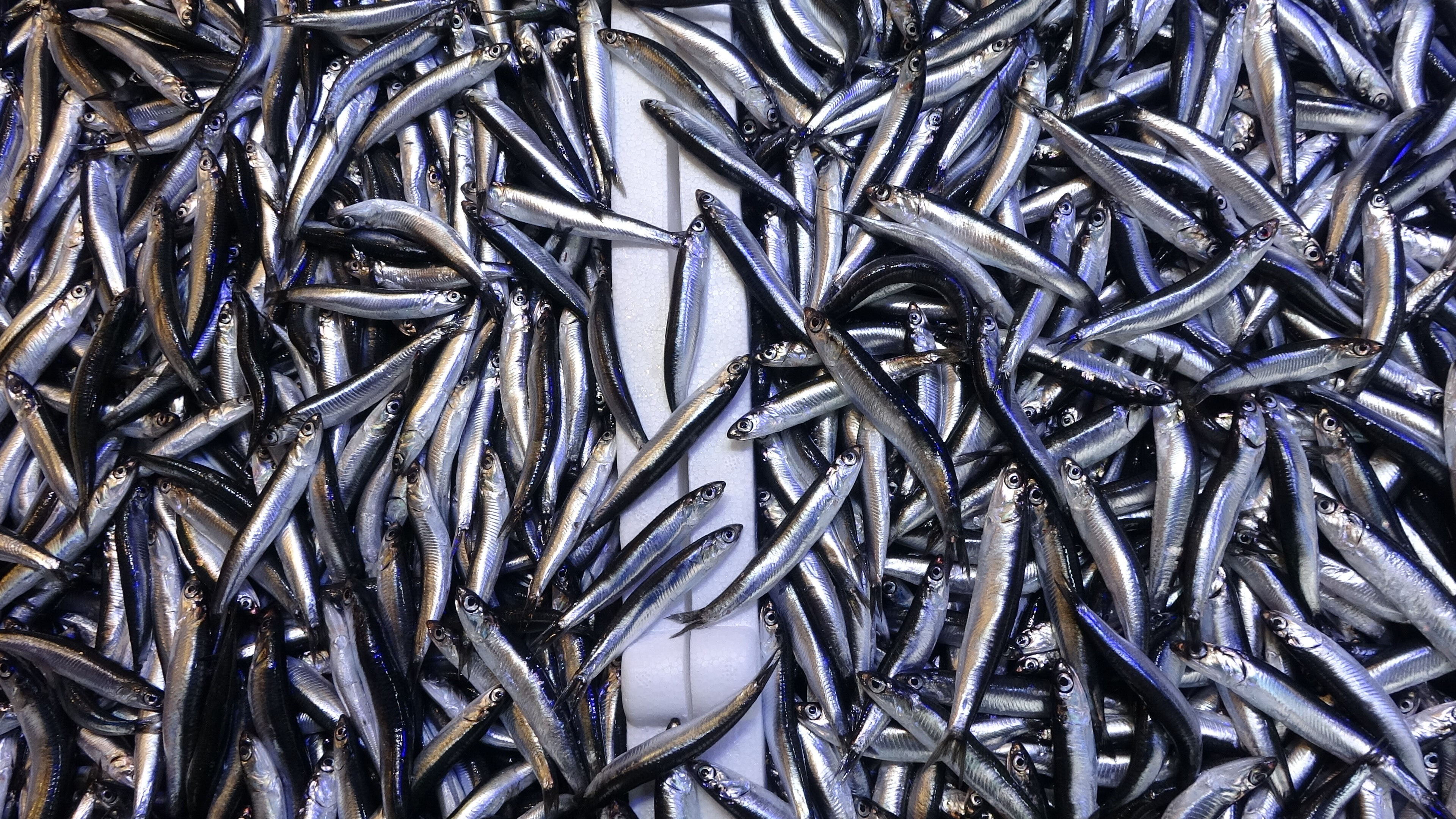 Hamsi ihracatına 'boy' engeli! Avrupa küçük buldu Hamsi ihracatına 'boy' engeli! Avrupa küçük buldu - 1. Resim