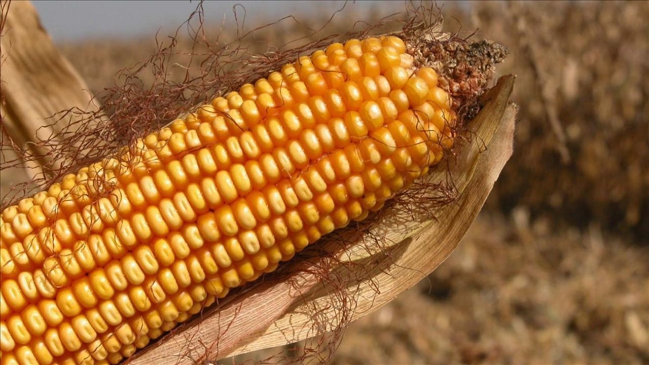 Arpa ve mısır ithalatında tarife kontenjanları yükseltildi Arpa ve mısır ithalatında tarife kontenjanları yükseltildi